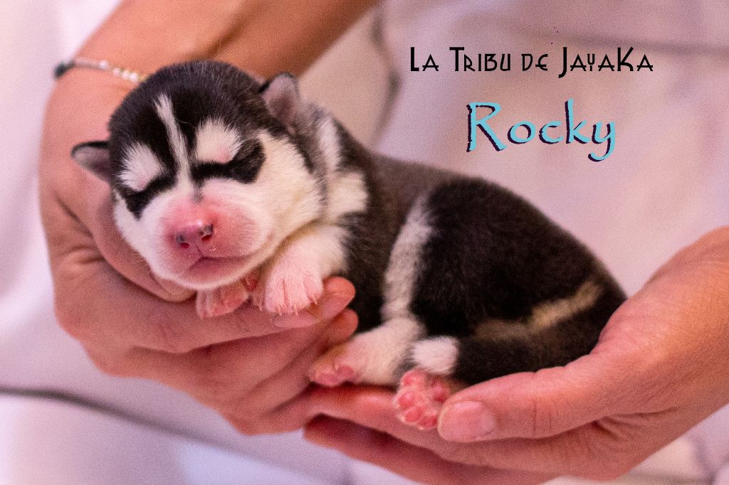 la Tribu De Jayaka - Chiot disponible  - Siberian Husky