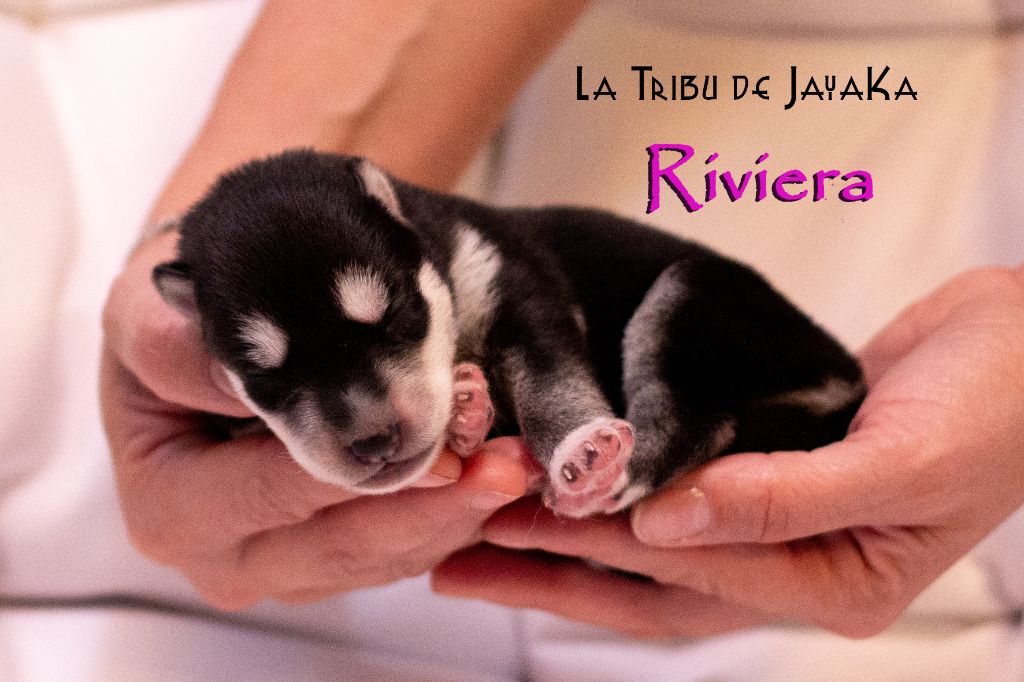 la Tribu De Jayaka - Chiot disponible  - Siberian Husky