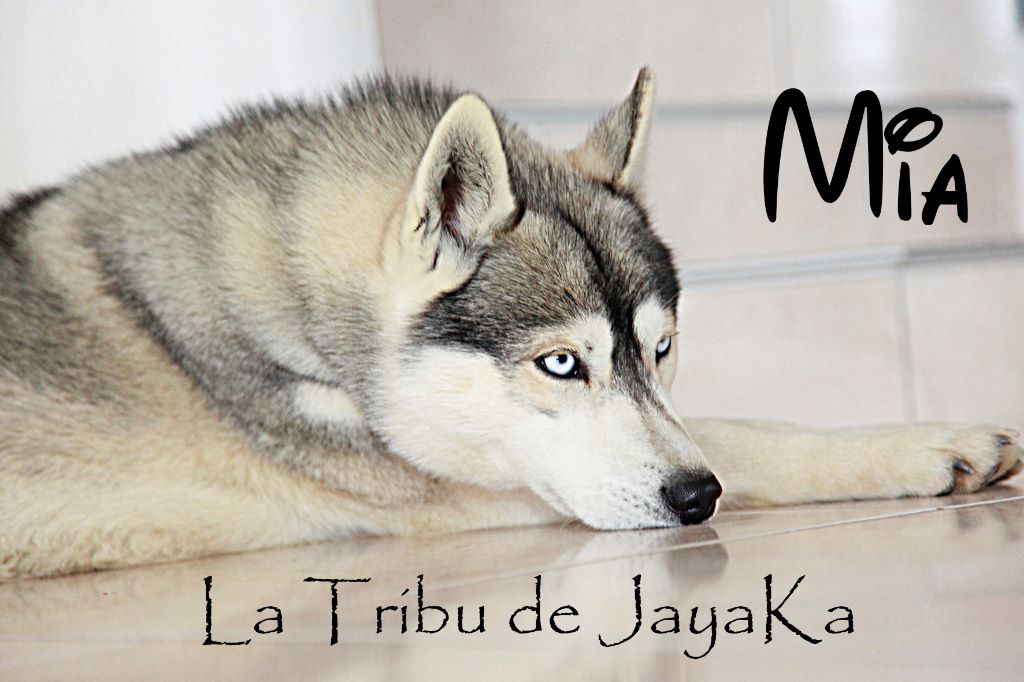 Mia la Tribu De Jayaka