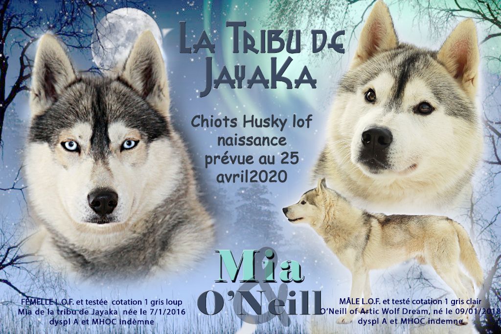 la Tribu De Jayaka - Siberian Husky - Portée née le 26/04/2020