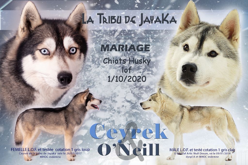 la Tribu De Jayaka - Siberian Husky - Portée née le 29/09/2020