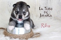 la Tribu De Jayaka - Siberian Husky - Portée née le 03/05/2020