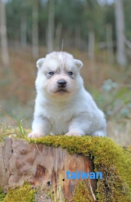 la Tribu De Jayaka - Siberian Husky - Portée née le 11/02/2022