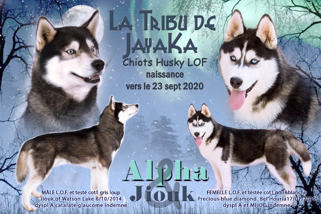 chiot Siberian Husky la Tribu De Jayaka