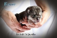 CHIOT